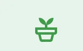 Small plant in a pot